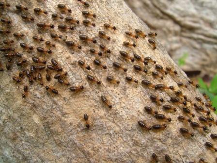 control-plagas-de-termitas