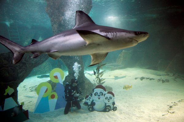 Belen-en-el-tanque-de-tiburones-del-Zoo-de-Madrid