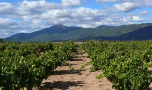 Crece el enoturismo en la Comunidad de Madrid